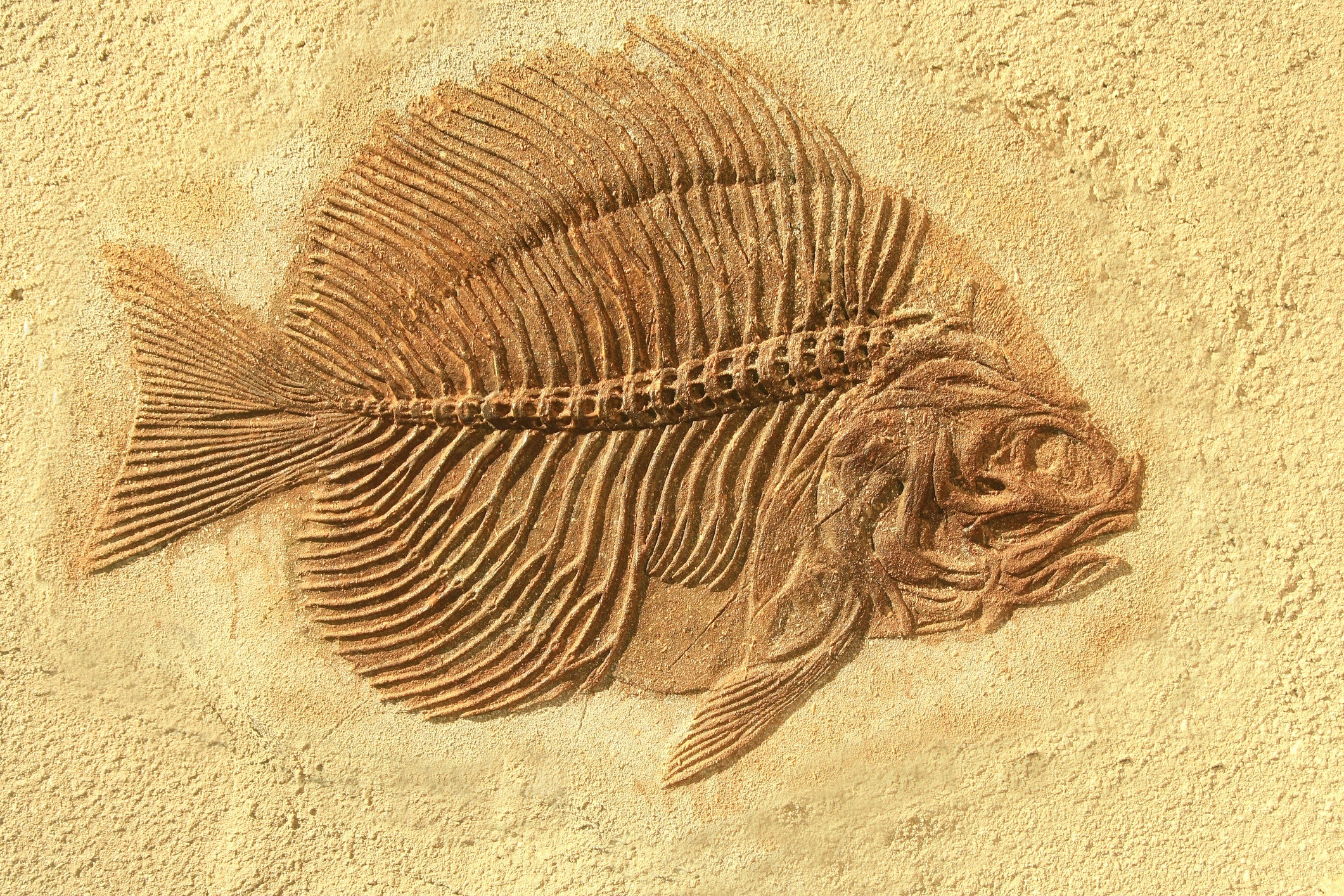 fish fossil