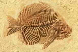 fish fossil