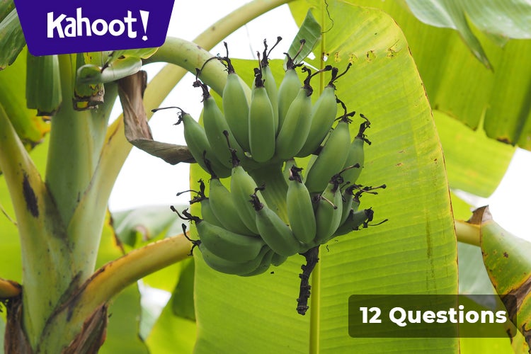 2nd grade lesson2 kahoot quiz
