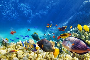 Underwater world with corals and tropical fish.
