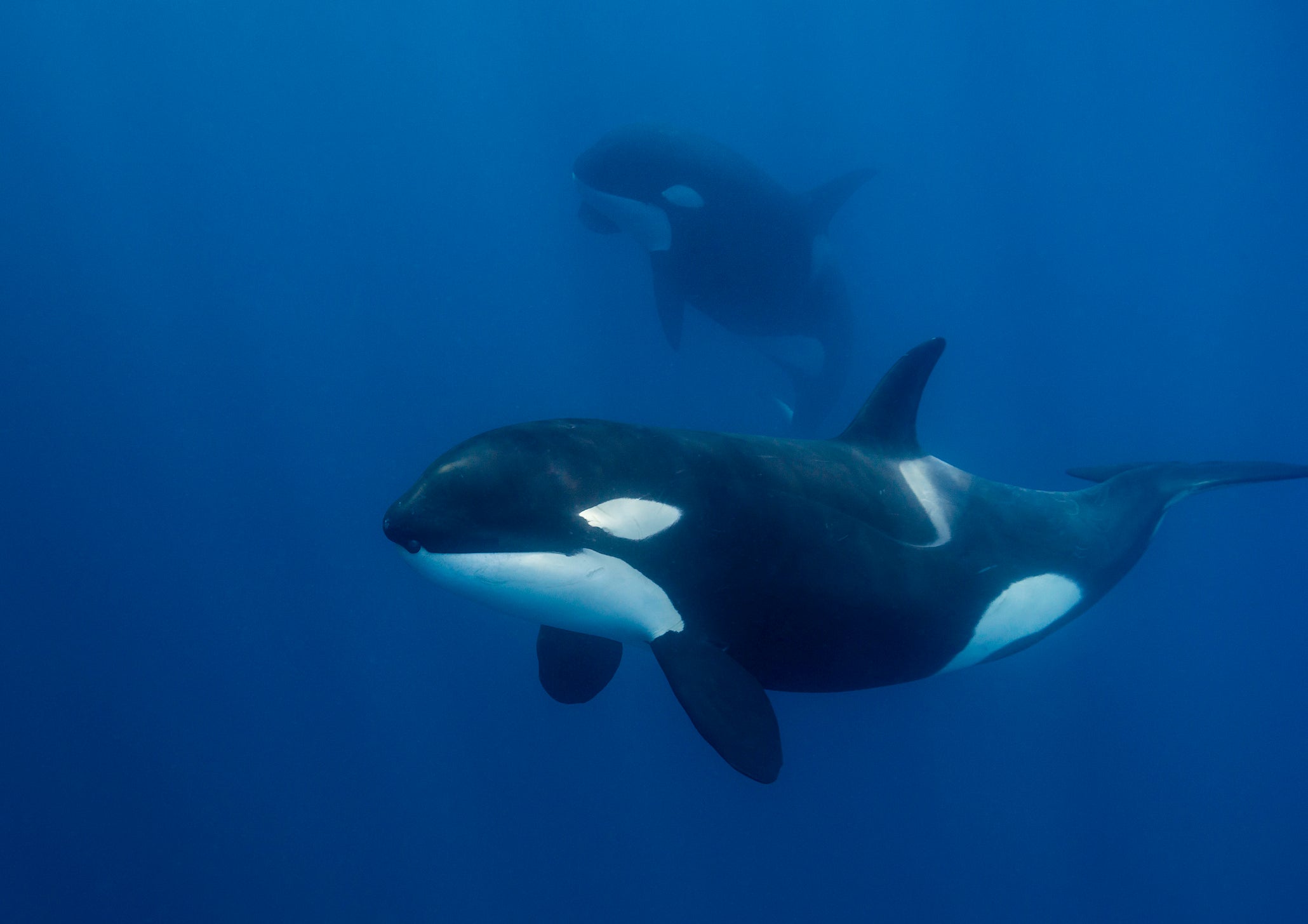 Close up view of a female killer whale swimming in blue water.