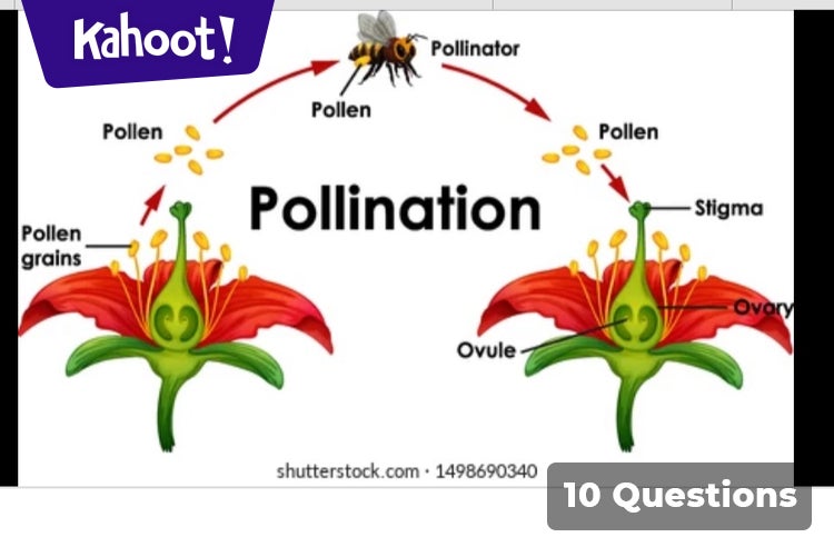 Pollination - Kahoot! Quiz