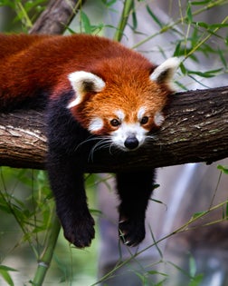 Red panda