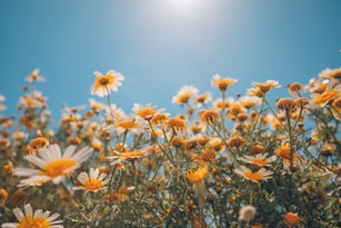 Summer field with white daisies under blue sky. Idyllic happy summer flowers, sun rays, dreamlike nature landscape background