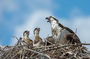Osprey at nest with chicks