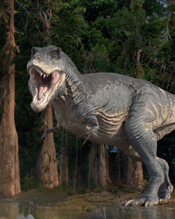 Tyrannosaurus rex dinosaur, illustration