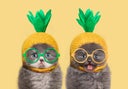 Funny kittens