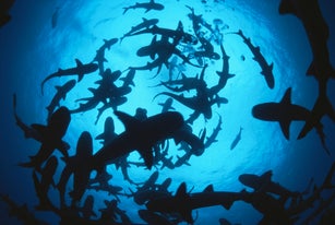 Whitetip reef sharks (Triaenodon obesus) following scent trail