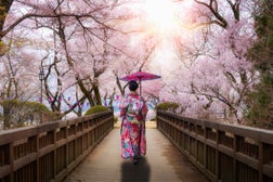Asian women wearing traditional japanese kimono with red umbralla walking in Kasuga Park with Cherry blossom in background in spring season in Nagano, Japan. Woman walking to sightseeing in Japan.