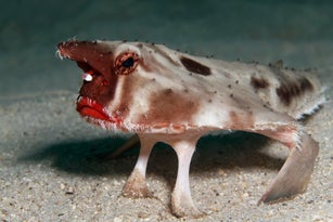 Red-lipped batfish or Galapagos batfish, (Ogcocephalus darwini), Cocos Island, Costa Rica