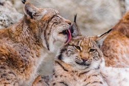 Eurasian lynx