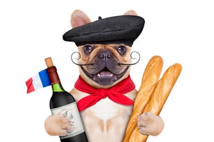 french wine dog