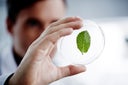 Man examining a green leaf in laboratory