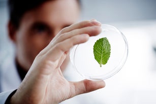 Man examining a green leaf in laboratory