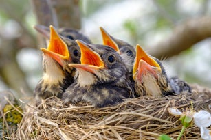 Closeup baby birds with wide open mouth on the nest. Young birds with orange beak, nestling in wildlife.