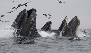 Humpback Whales
