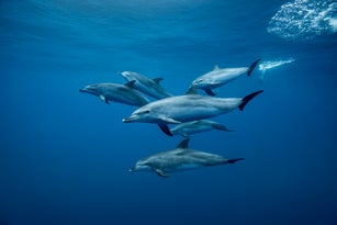 Group of Atlantic spotted dolphins (Stenella frontalis), underwater view, Santa Cruz de Tenerife, Canary Islands, Spain