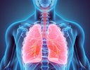 3D illustration of Lungs, medical concept.
