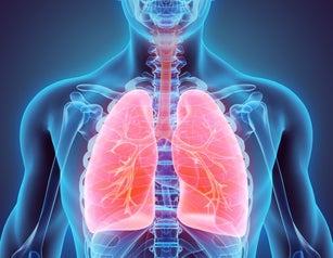3D illustration of Lungs, medical concept.