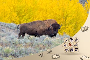 American Bison
