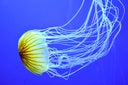 Nettle Jellyfish