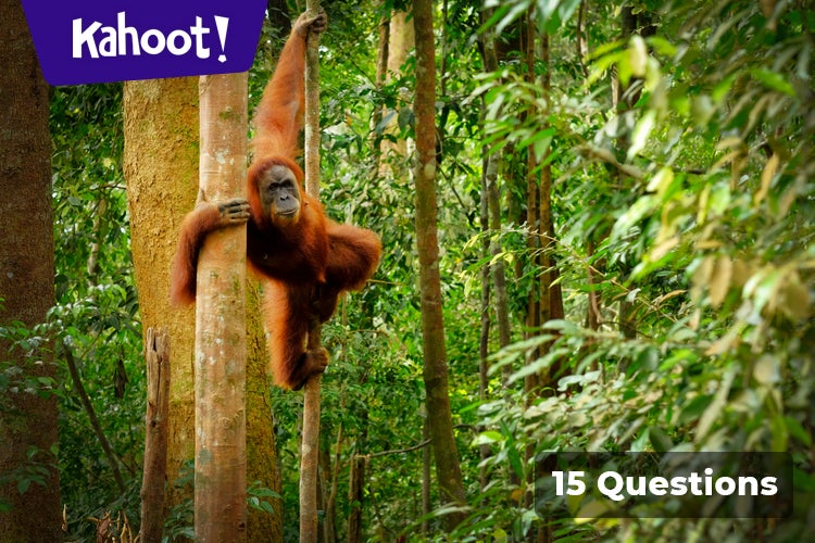 Mammals in the heart of Borneos tropical forests - Kahoot! Quiz