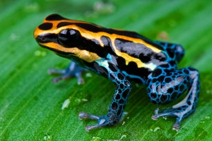 Amazon dart frog / Ranitomeya ventrimaculata