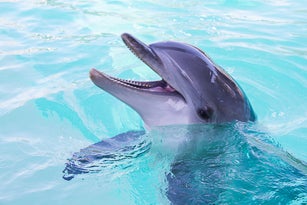 Dolphin in water