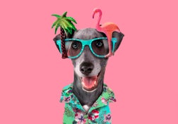 Funny dog with tropical party glasses