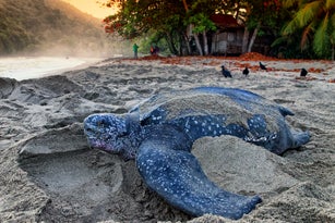 Leatherback turtle, Trinidad