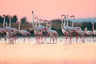 Greater Flamingos (Phoenicopterus roseus), Oristano, Sardinia