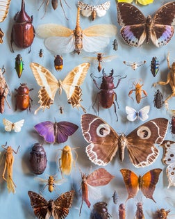 Close up of a selection of colourful butterflies and beetles in a display case