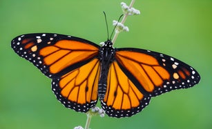 Danaus plexippus – Monarch butterfly