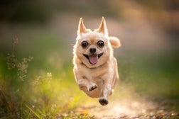 Running chihuahua dog