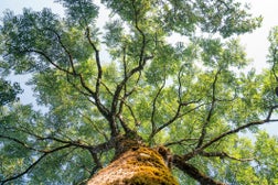 View looking up into lush green branches of large tree and tall Green Tree in Spring.
