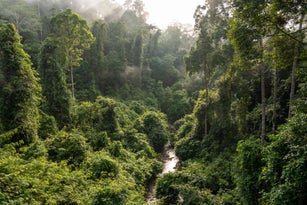 View of Danum Valley Primary Jungle in Sabah Borneo Malaysia
