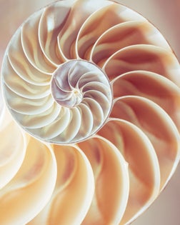 Pearl structure Nautilus symmetry cross section inside pattern Nature background