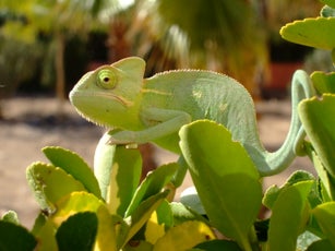 Chameleon