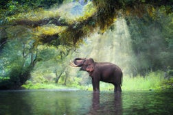 Wild elephant