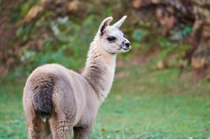 White llama
