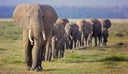 Amazing Line of Elephant Family Marching in Order at Amboseli, Kenya