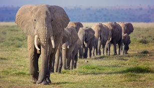 Amazing Line of Elephant Family Marching in Order at Amboseli, Kenya