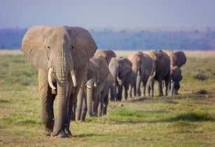Amazing Line of Elephant Family Marching in Order at Amboseli, Kenya