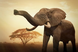 Female elephant at sunset