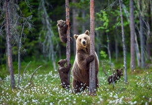 She-bear and cubs.