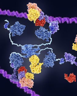 The oncoprotein MDM2 controls the action of p53 tumor suppressor