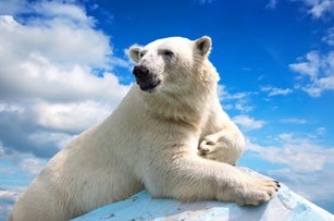 polar bear against sky