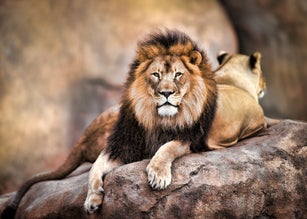 King of the Jungle