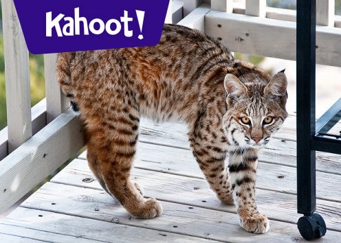 Duplicate of Wildlife/Mammals - Kahoot! Quiz