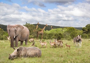 Animals in safari park